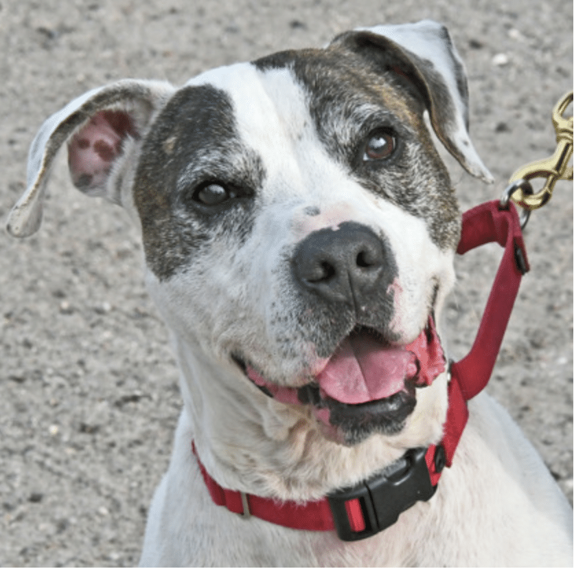 This is Patrick, a black and white spotted mixed breed, 6 yrs old, available for adoption at Nassasu Humane Society in Fernandina Beach, FL
